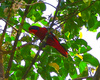 Black-winged Lory (Eos cyanogenia)