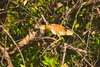 Squacco heron (Ardeola ralloides)