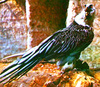 Lammergeier (Gypaetus barbatus)