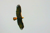 Spanish imperial eagle (Aquila adalberti)