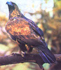 Golden eagle (Aquila chrysaetos)