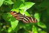 Zebra longwing butterfly (Heliconius charithonia)