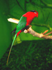 Papuan lory (Charmosyna papou)