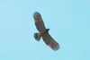 Crested serpent eagle (Spilornis cheela)