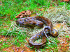 Reticulated python