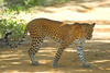 Leopard (Panthera pardus)