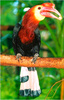 Visayan Wrinkled Hornbill (Aceros waldeni)