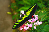 Rajah Brooke's Birdwing (Trogonoptera brookiana)