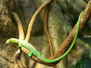 Green tree monitor (Varanus prasinus)
