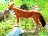 Dhole (Cuon alpinus)