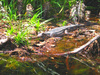 False Gharial (Tomistoma schlegelii)