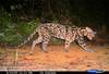 New Clouded Leopard Species Comes in 2 Unique Types  [LiveScience 2011-01-25]