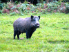 Wild boar
