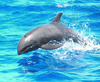 False killer whale (Pseudorca crassidens)