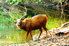 Sambar deer (Cervus unicolor)
