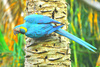 Blue-throated Macaw (Ara glaucogularis)