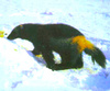 Wolverine (Gulo gulo)