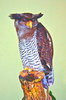 Barred eagle owl (Bubo sumatranus)