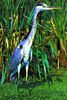 Grey Heron (Ardea cinerea)