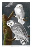 Snowy Owl (Stryx nyctea, now Nyctea candiaca)