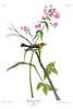 BLACKBURNIAN WARBLER - Sylvia blackburnia. John Audubon.