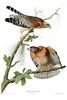 RED-SHOULDERED HAWK  - Falco lineatus.    John Audubon.