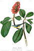 BONAPARTE'S FLYCATCHER  - Muscicapa bonapartii.    John Audubon.