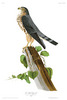 LE PETIT CAPORAL - (Falco temeratius). Now: MERLIN - Falco columbarius.   John Audubon.