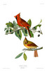 ...NORTHERN CARDINAL - Cardinalis virginianus.  John Audubon.