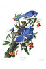 BLUE JAY  - Corvus cristatus. Now: Cyanocitta cristata.  John Audubon.
