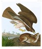 COMMON BUZZARD  -  Buteo vulgaris.  John Audubon.
