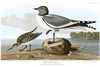 SABINE'S or FORK-TAILED GULL (Larus sabini).  John Audubon.