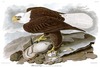 WHITE-HEADED EAGLE (Falco leucocephalus). Now: BALD EAGLE (Haliaeetus leucocephalus)  John Audub...