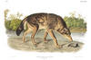 RED TEXAN WOLF - Canis lupus. John Audubon.