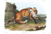 AMERICAN RED-FOX -  - Vulpes fulvus. John Audubon.