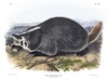 AMERICAN BADGER - Meles labradoria.  John Audubon.