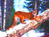 Mountain lion (Felis concolor)