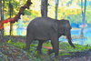 Asian elephant (Elephas maximus)