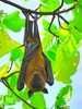 Indian flying fox (Pteropus giganteus)