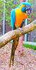 Blue-throated macaw (Ara glaucogularis)