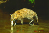 Fishing cat (Felis viverrina)