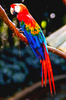 Scarlet macaw