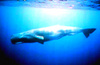 Sperm whale (Physeter macrocephalus)