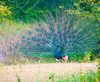 Indian peafowl (Pavo cristatus)