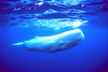 Sperm whale (Physeter macrocephalus)