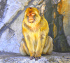 Barbary Macaque (Macaca sylvanus)