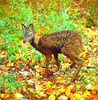 Siberian musk deer (Moschus moschiferus)