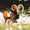 Mouflon (Ovis musimon)