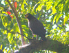 Andaman serpent eagle (Spilornis elgini)
