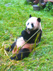 Giant panda (Ailuropoda melanoleuca)